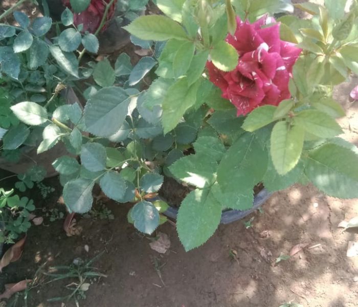Pink Rose Plant Best For Indoor & Outdoor 