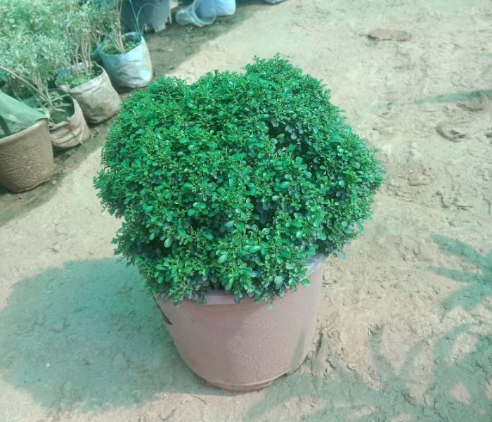  Aglaia Duperreana Plant 