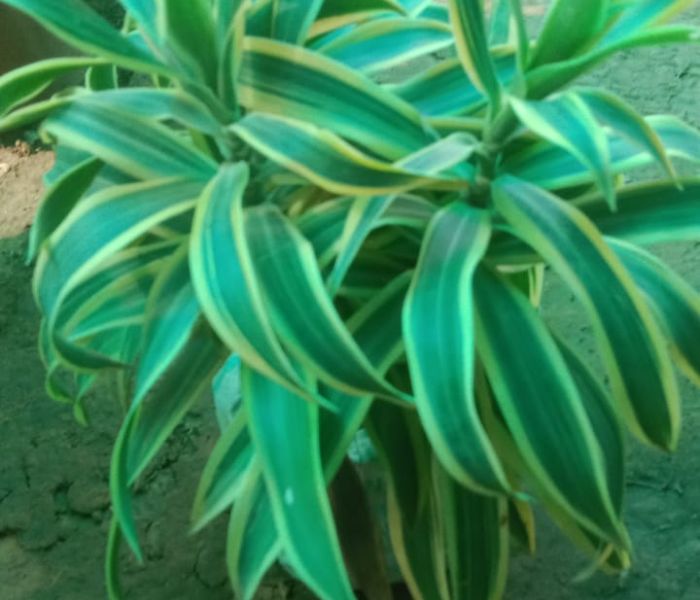Dracaena reflexa Plant/ Song of India 