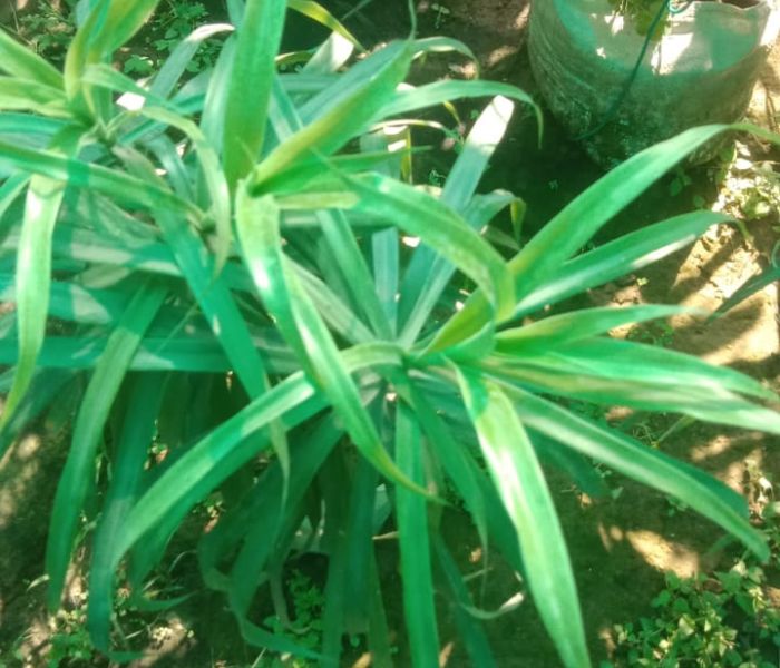  Podocarpus nakaii Plant 
