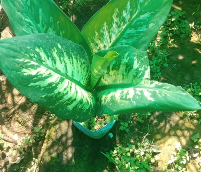  Dieffenbachia seguine Plant 