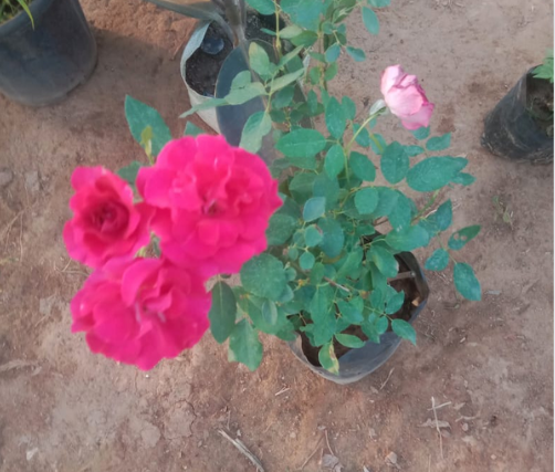 Rose Flower Plant For Indoor & Outdoor 