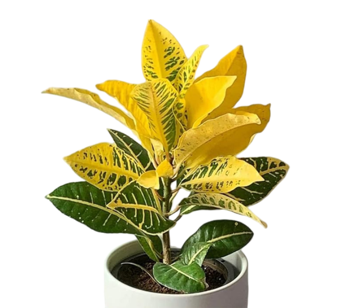 Croton Plant (Gold)