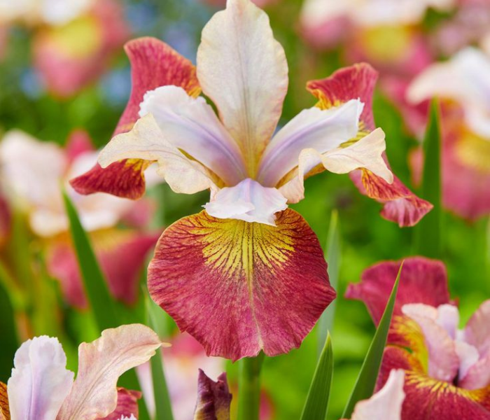 Dutch Iris Flower Bulb Available in Red, Yellow, Purple, Orange, White 