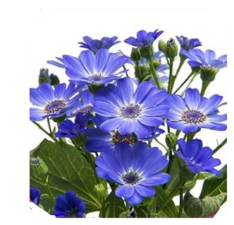 Cineraria Dwarf Special Mix Flower Seeds ( Per Package 1000 Pcs )