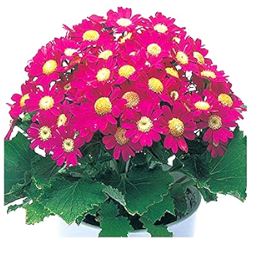 Cineraria Early Perfection Flower Seeds ( Per Package 1000 Pcs )