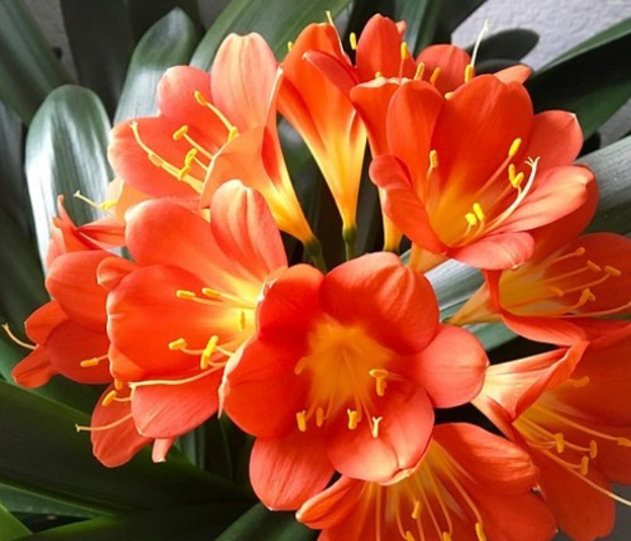 Clivia flower bulbs plants Orange for Summer season Indoors & Outdoors
