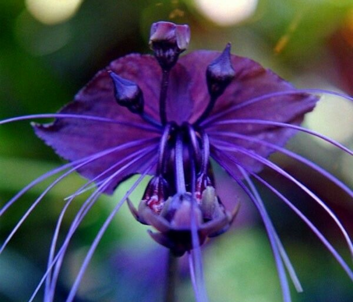 Bat Lily Flower Bulb For Home Pot ( Purple , Black , White )
