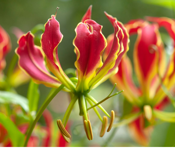 Gloriosa Superba Creeper Flower Bulbs - Pack of 6 Bulbs Mix Color  (Red)