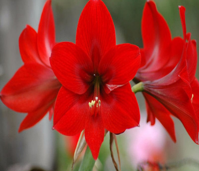  Amaryllis Lily Bulb Mix Colored Bulb (Red,White)