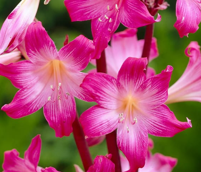  Belladonna lily flower bulbs | soft pink Flowering bulbs for Gardening