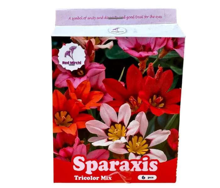 Holland Sparaxis Flower Bulbs (Pack Of 6 Bulbs)