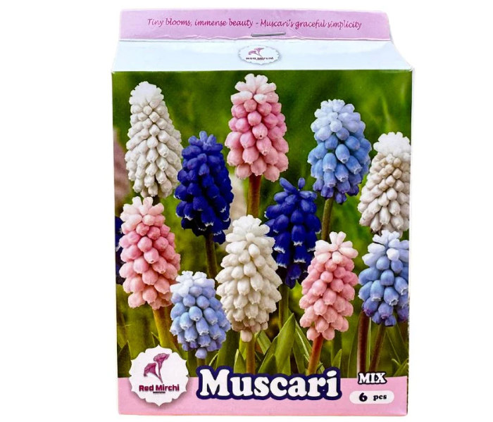 Holland Muscari Flower Bulbs (Pack Of 6 Bulbs)