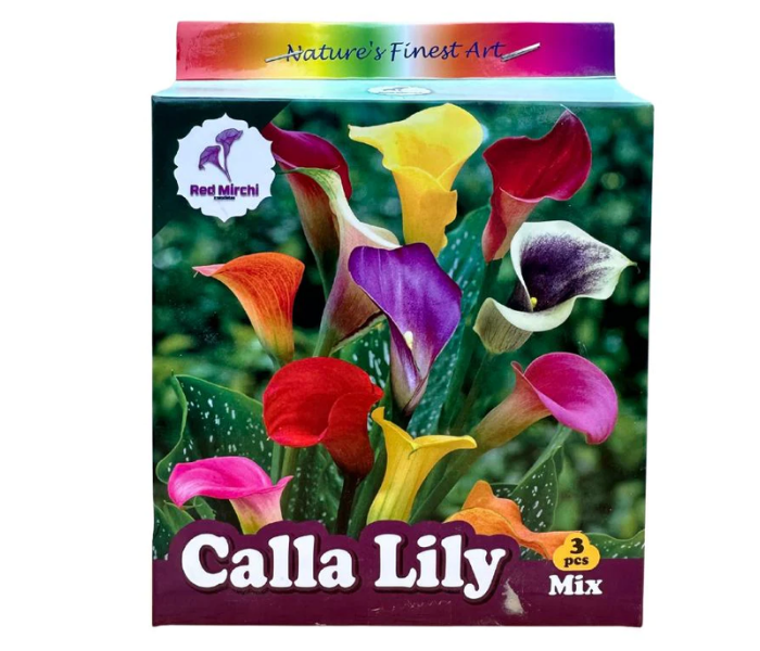 Holland Calla Lily Bulbs (Pack Of 3 Bulbs)