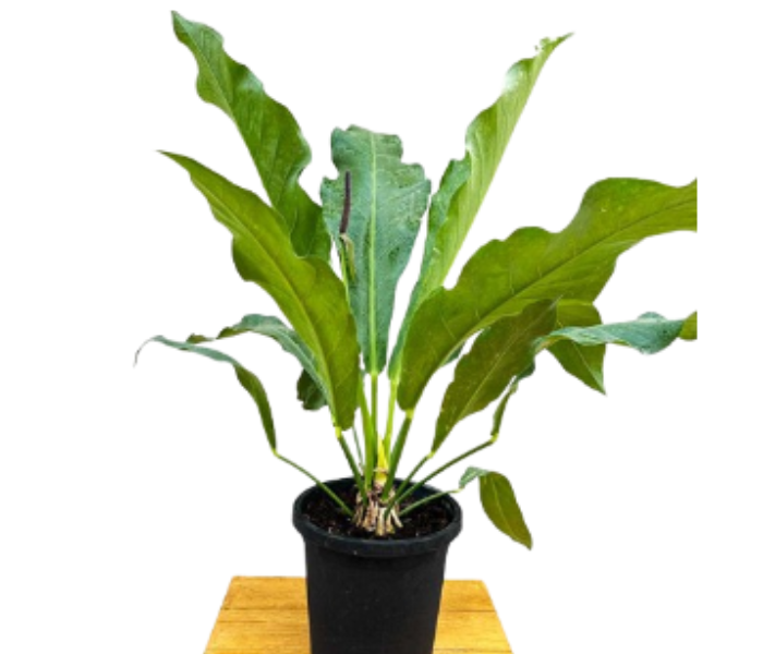 Anthurium Hookeri Plant