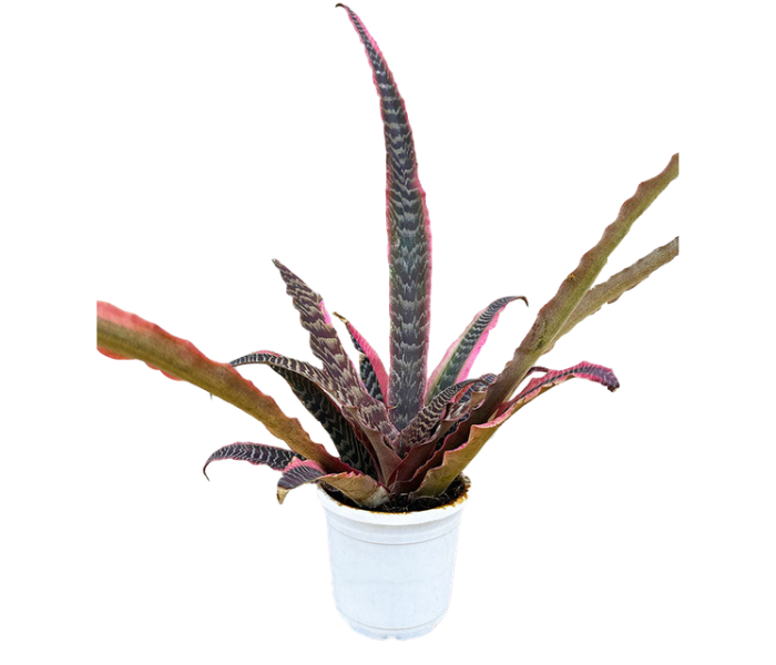 Cryptanthus Plant 