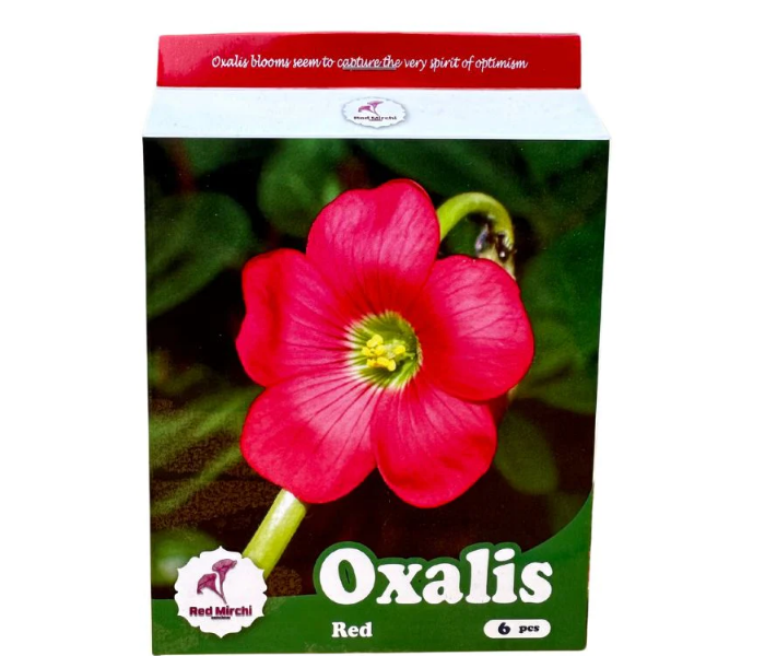 Holland Oxalis Flower Bulbs (Pack Of 6 Bulbs)