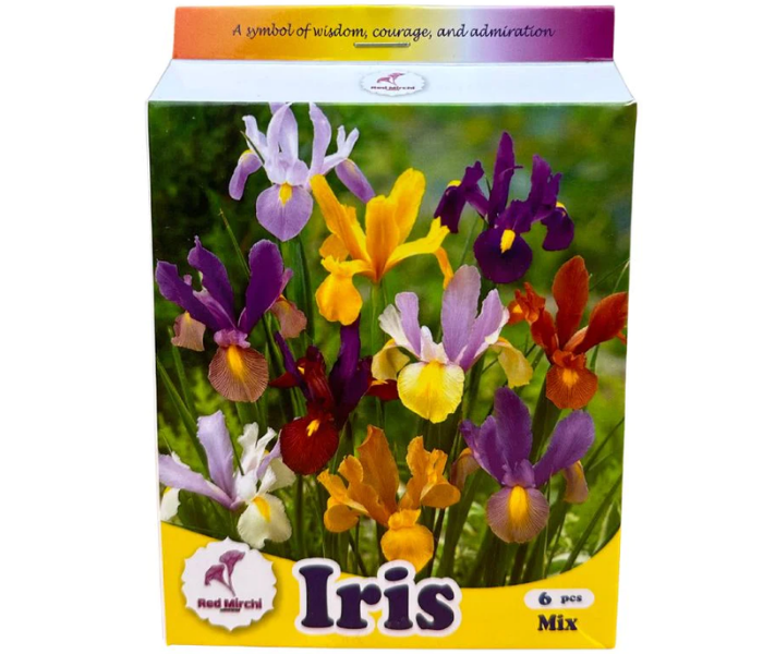 Holland Iris Flower Bulbs (Pack Of 6 Bulbs)