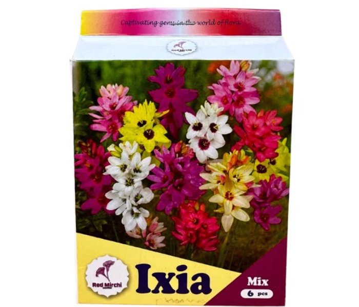Holland Ixia Flower Bulb (Pack Of 6 Bulbs)