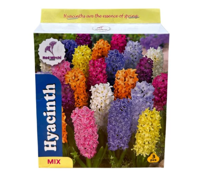 Holland Hyacinth Bulbs (Pack Of 3 Bulbs)
