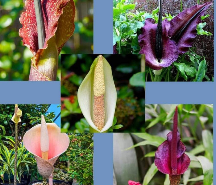 Amorphophallus Lily For Outdoor Gardening Flower Bulb Mix Five Variety 