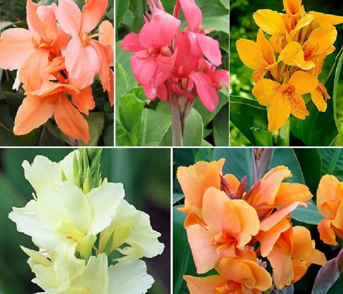 Canna Lily Flower Bulb 