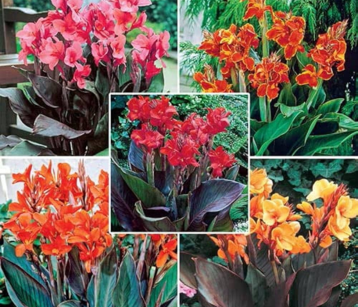 Canna Lily Flower Bulb For Decorate Your Garden With These Bulbs 
