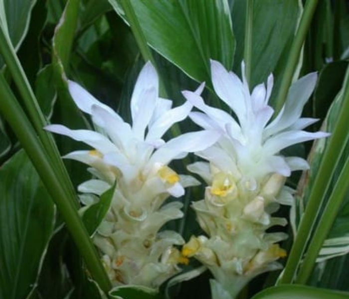 Curcuma Lily Flower Bulb 