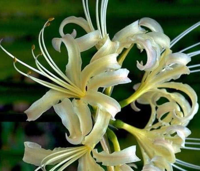 Lycoris Lily Flower Bulb In White Color 