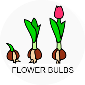 Flower Bulbs